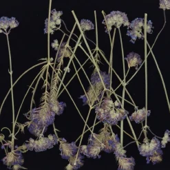 Eetbare Geperste Verbena takjes (15 stuks)