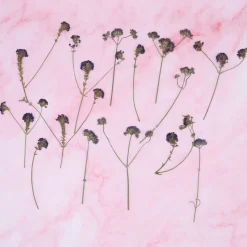 Eetbare Geperste Verbena takjes (15 stuks)