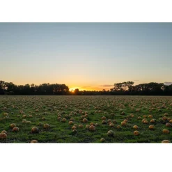 Nederlandse Pompoenpitolie 100ml