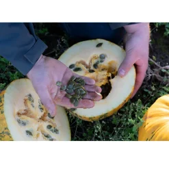 Nederlandse Pompoenpitten Naturel 250g