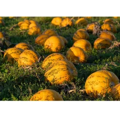 Nederlandse Pompoenpitten Pittig Gekruid 150g