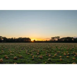 Nederlandse Pompoenpitten Honing 150g