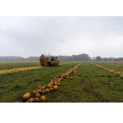 Nederlandse Pompoenpitten Honing 150g
